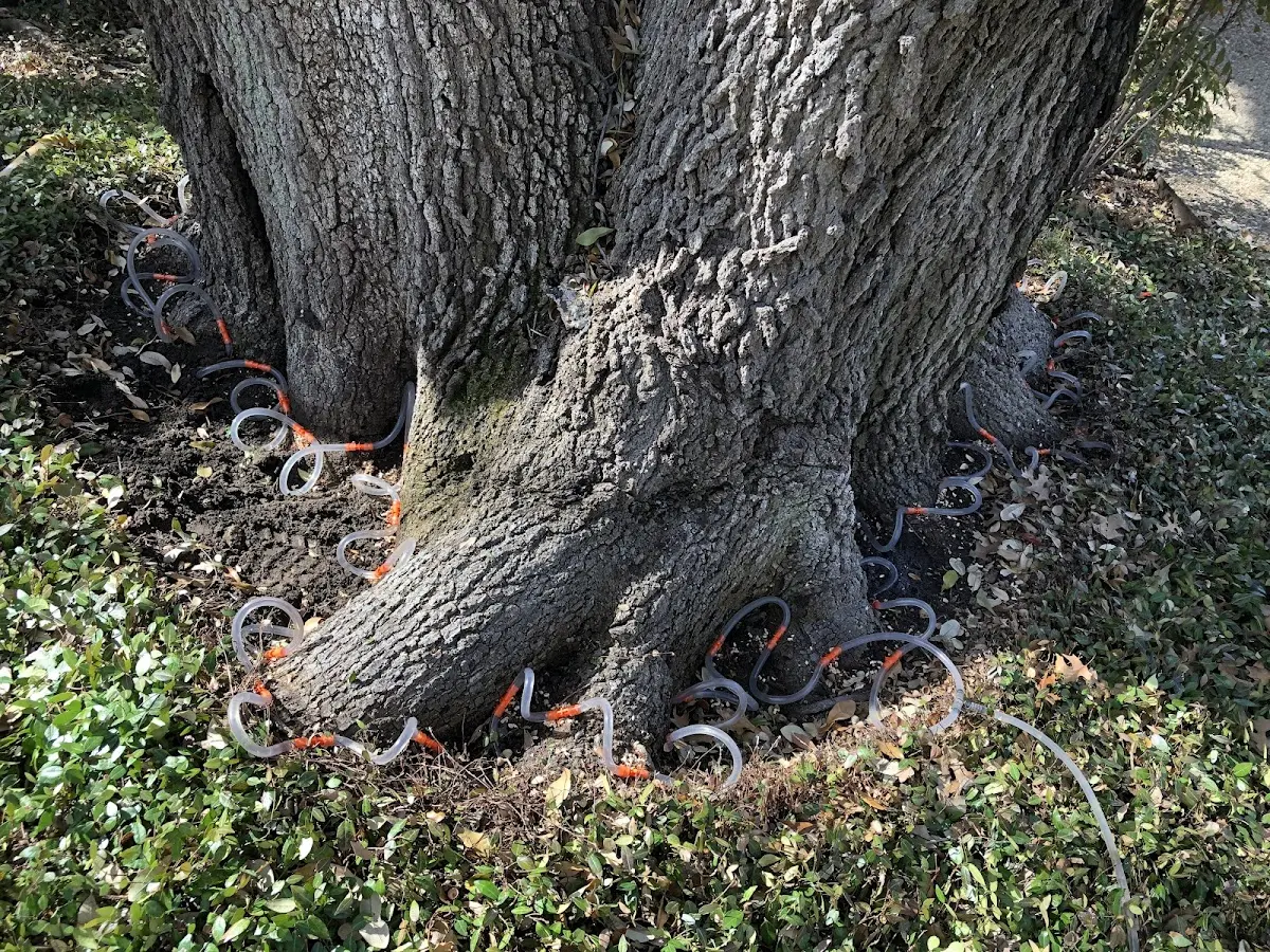 Detailed Tree Cabling and Bracing job site in Grand Coulee