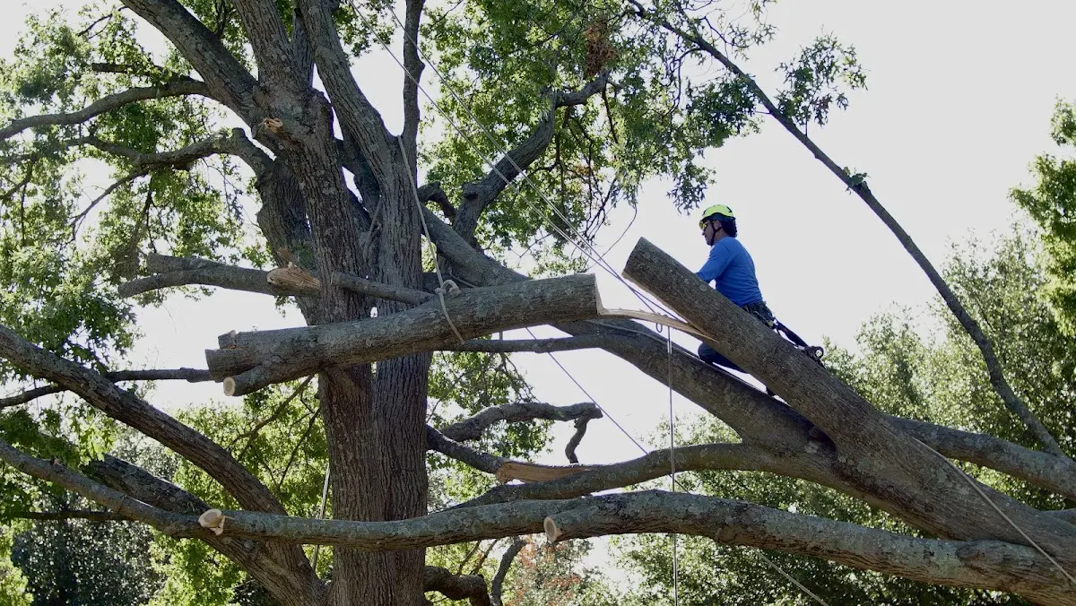 Professional Crown Thinning performed by certified arborists in Grand Coulee