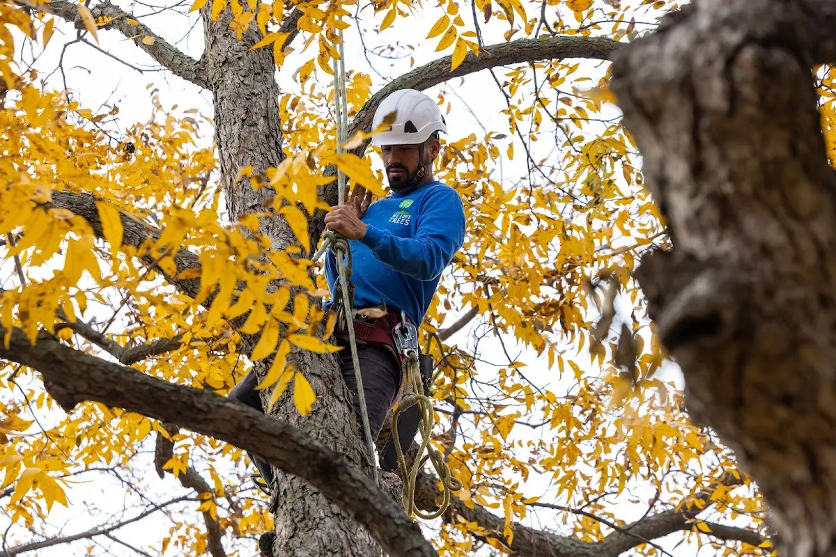 Skilled Tree Pruning crew working in Grand Coulee