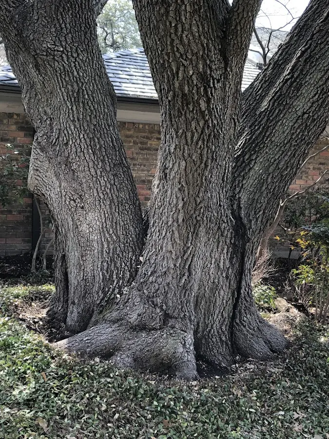 Mature heritage tree close to a Grand Coulee property cared for by certified arborists